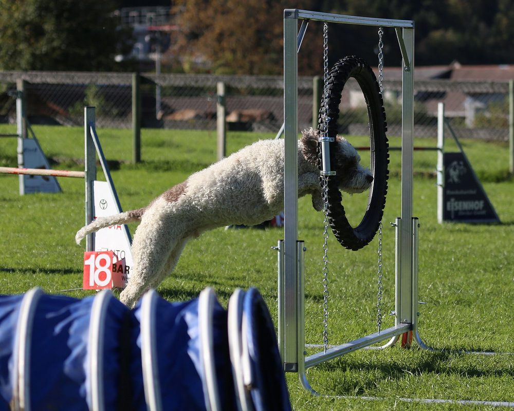 Lagotto Romagnolo