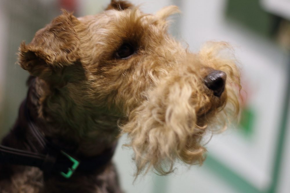 Lakeland Terrier