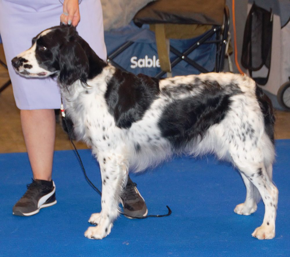 Large Munsterlander