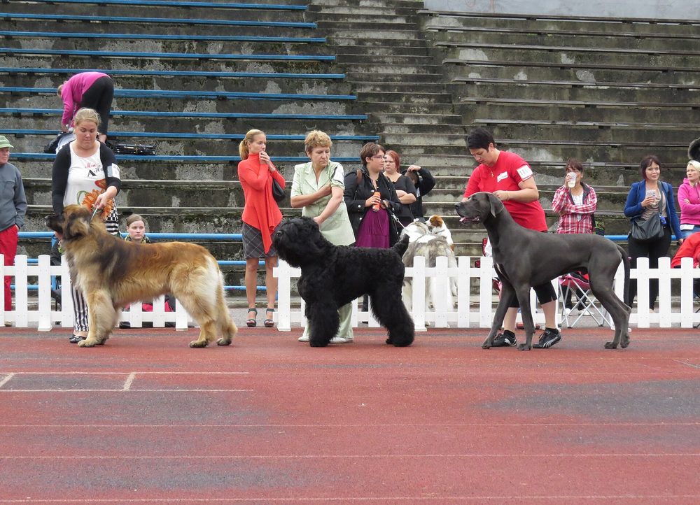 Leonberger