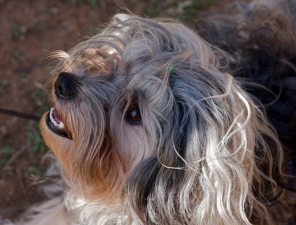 Lowchen (Little Lion Dog)