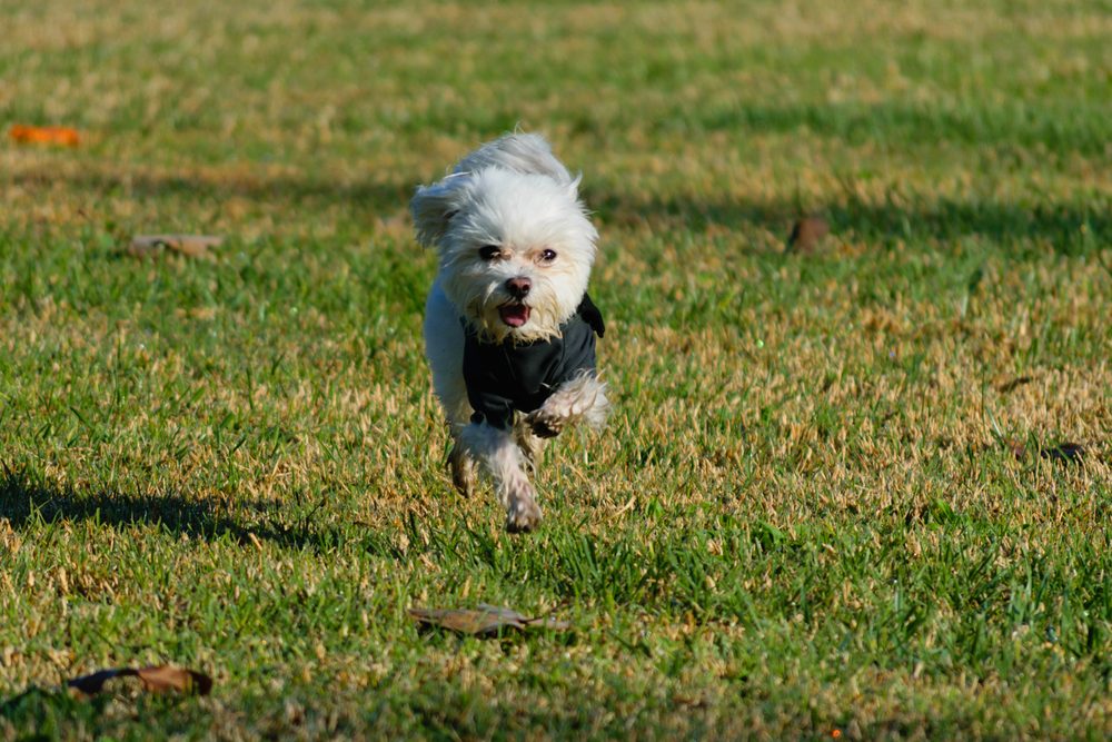 Maltese running across grass