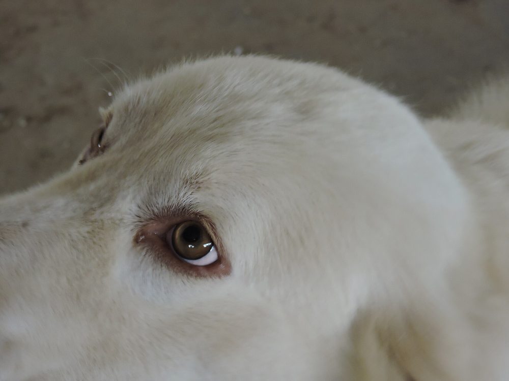 Maremma Sheepdog