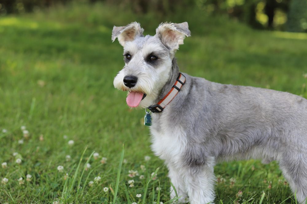 Miniature Schnauzer standing outdoors on grass