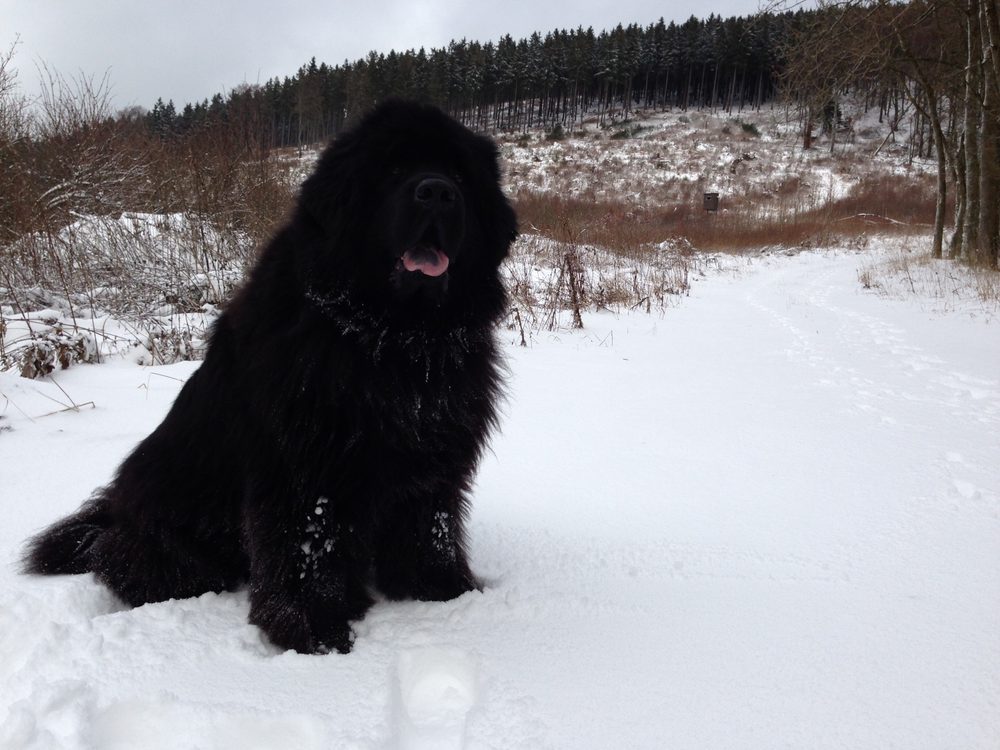 Newfoundland sitting in snow