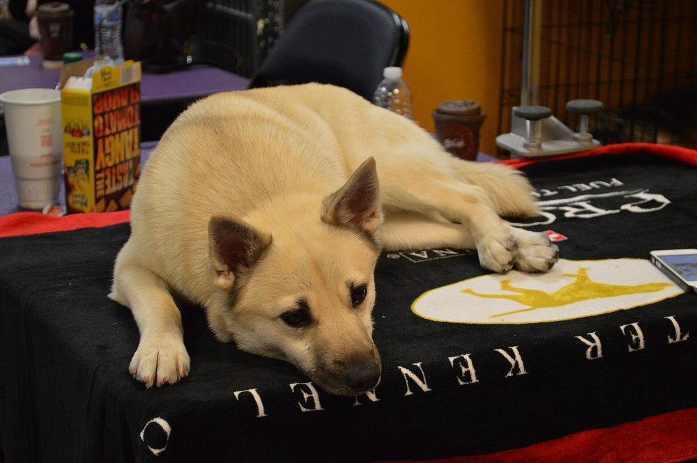 Norwegian Buhund