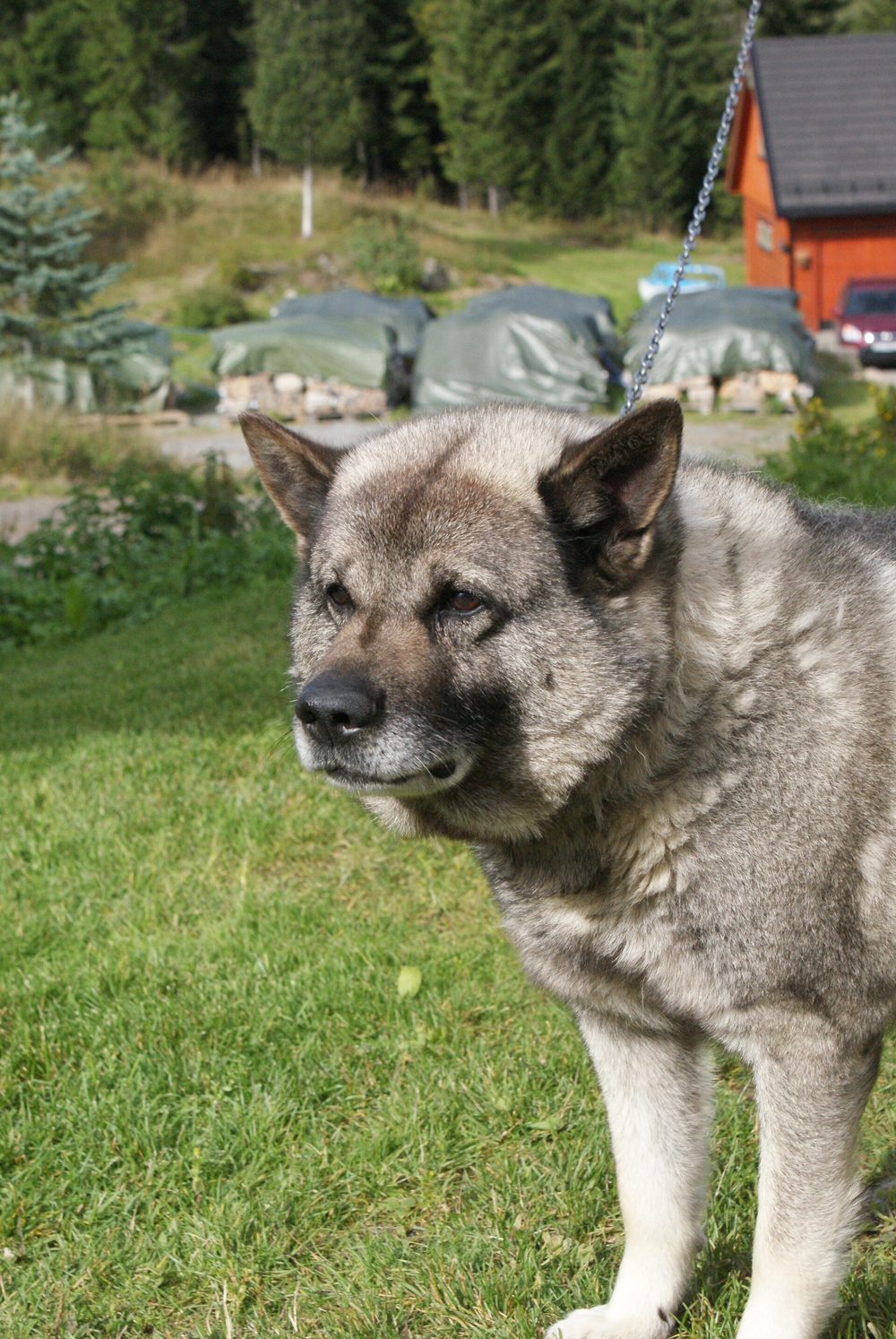 Norwegian Elkhound