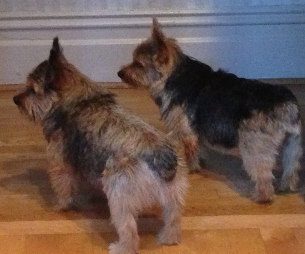 Norwich Terrier