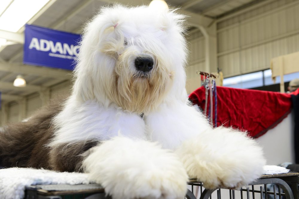 Old English Sheepdog