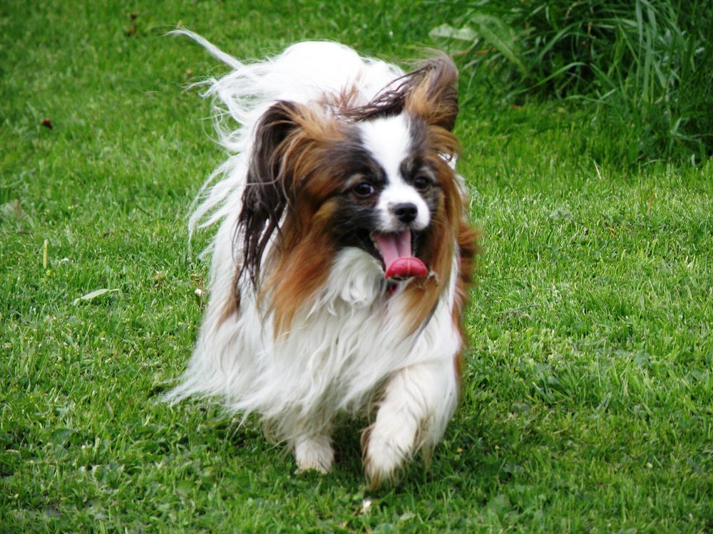 Papillon