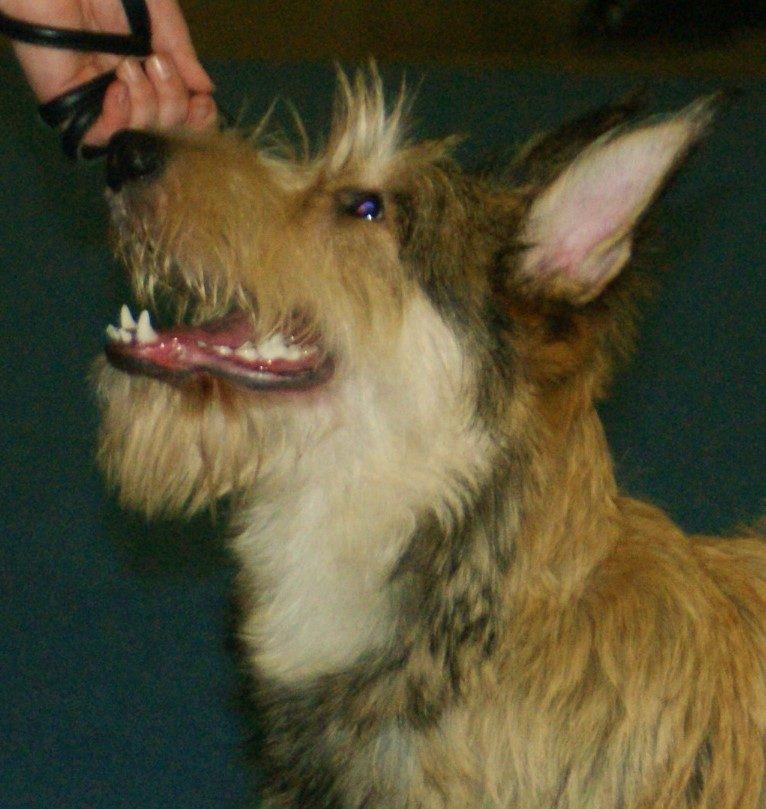 Picardy Sheepdog