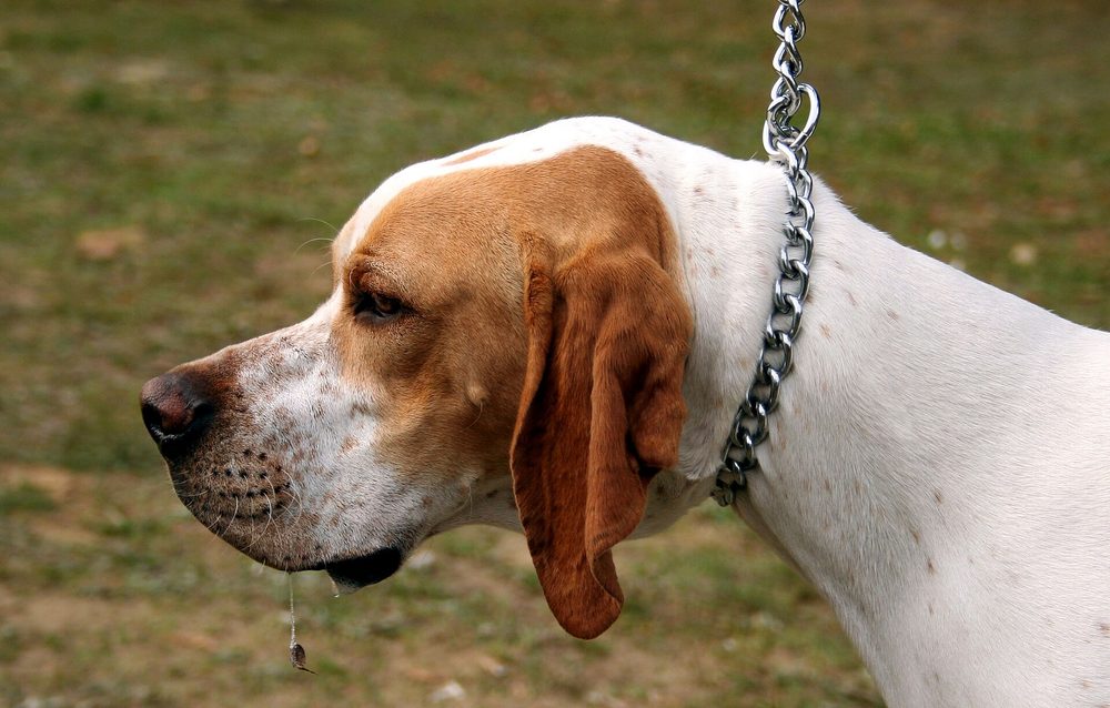 Pointer