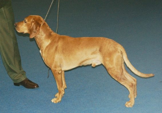 Polish Hunting Dog