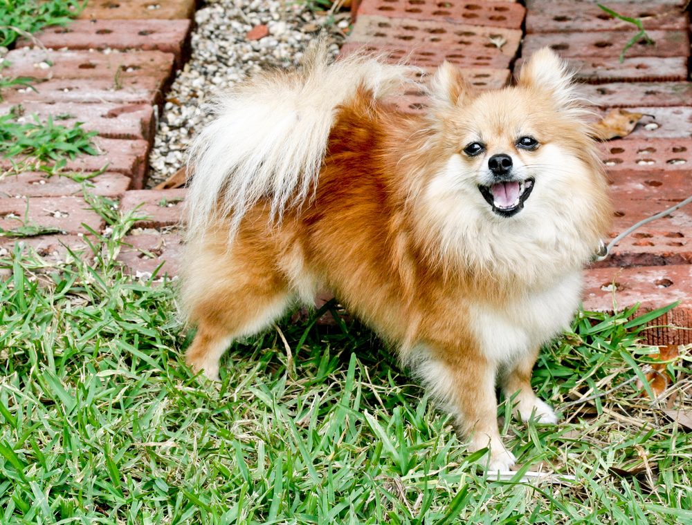 Pomeranian standing outdoors on a brick path