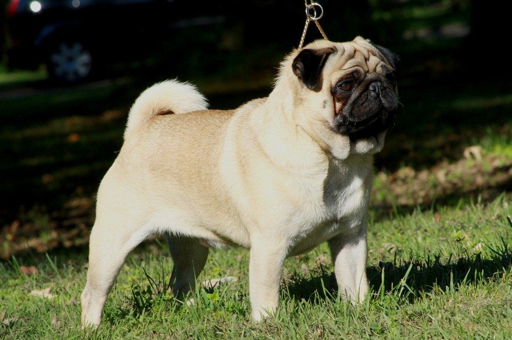 Pug with a fawn coat