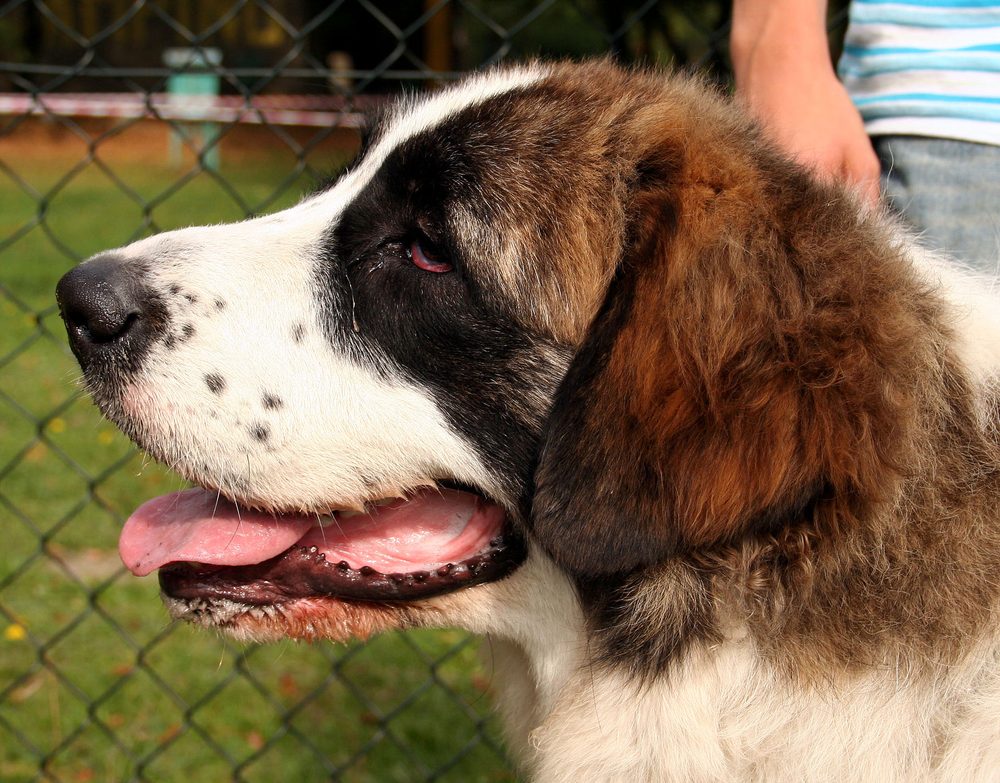 Pyrenean Mastiff