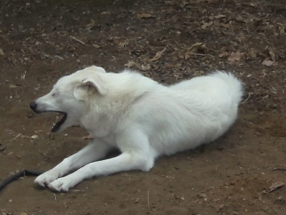 Pyrenean Mountain Dog
