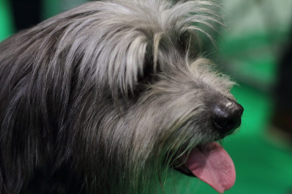 Pyrenean Sheepdog (Long Haired)