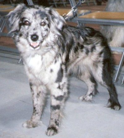 Pyrenean Sheepdog (Smooth Faced)