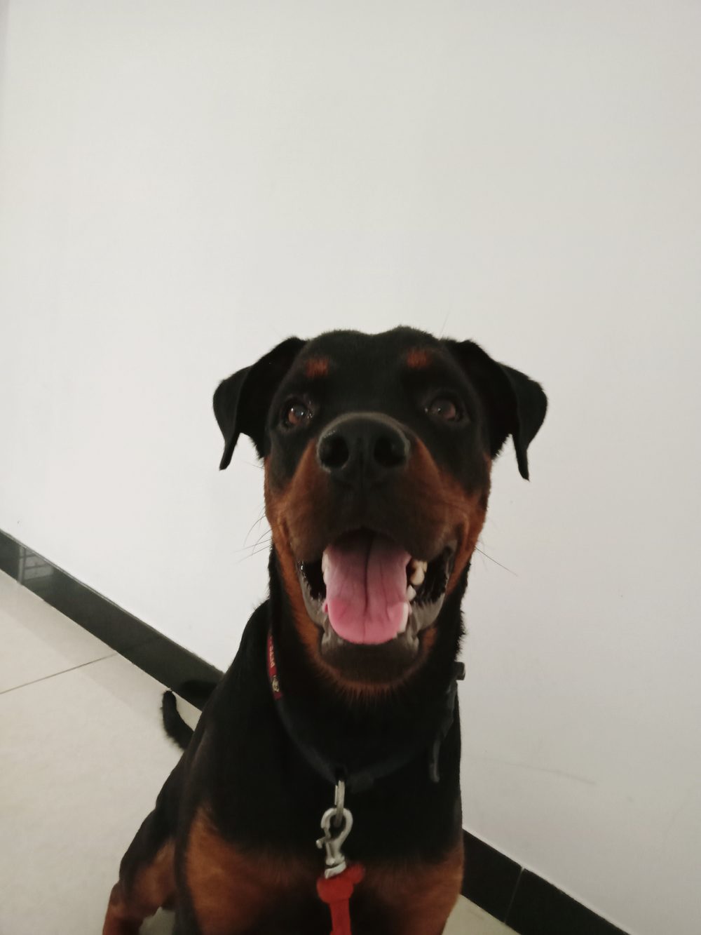 Rottweiler sitting indoors with tongue out