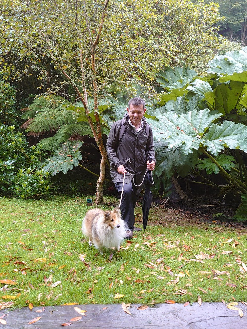 Rough Collie