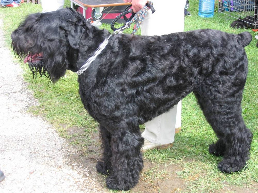Russian Black Terrier