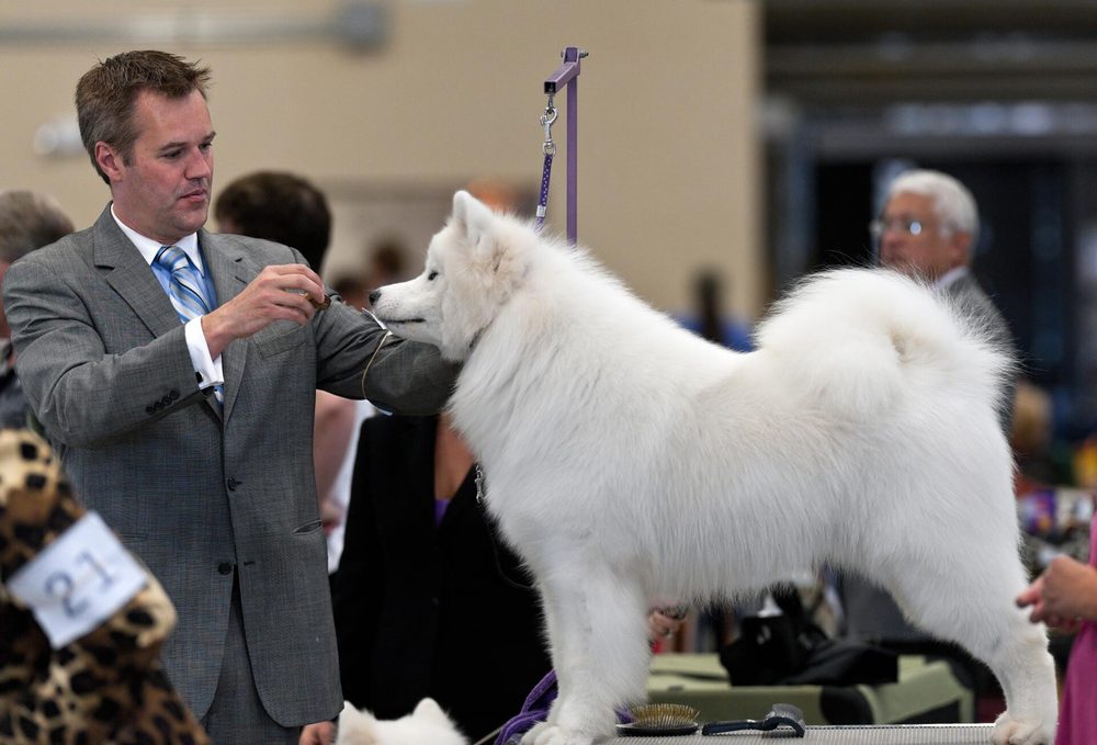 Samoyed