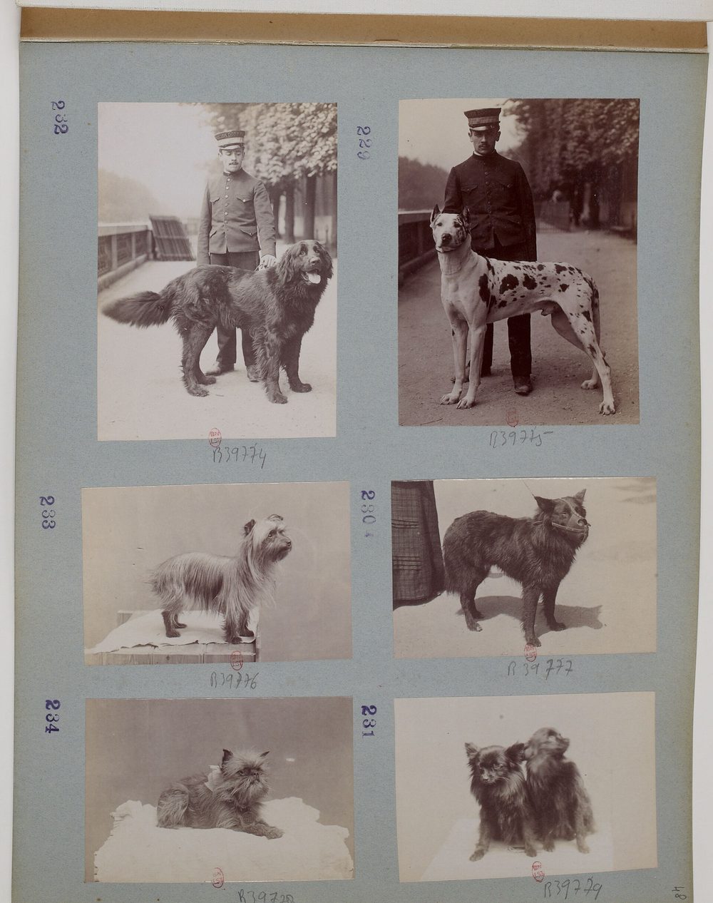 Schipperke