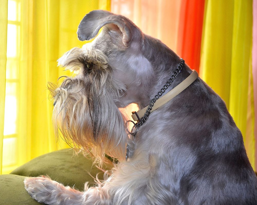 Schnauzer