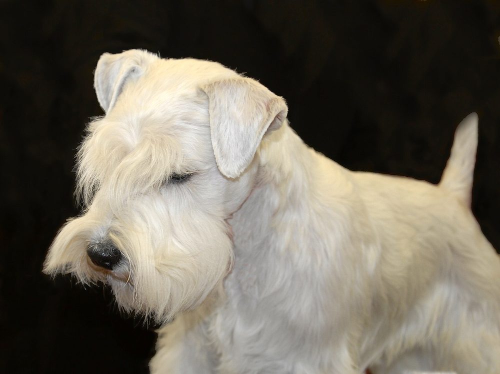 Sealyham Terrier