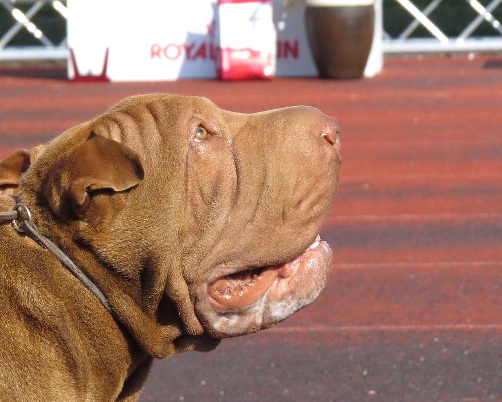 Shar Pei