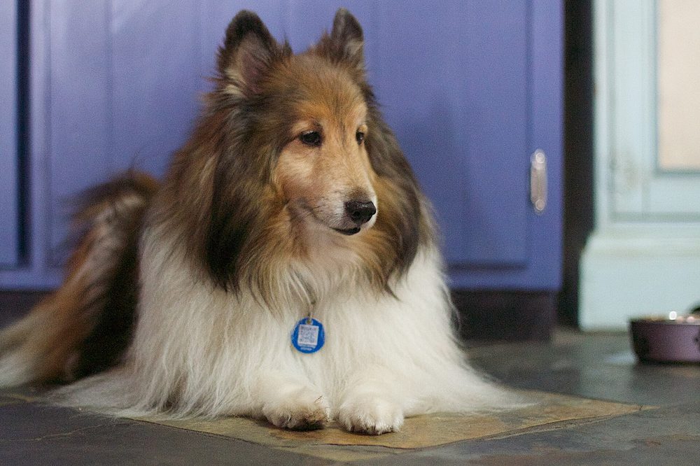 Shetland Sheepdog