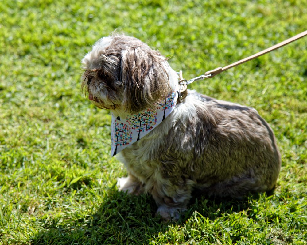 Shih Tzu sitting outdoors on grass wearing a bandana
