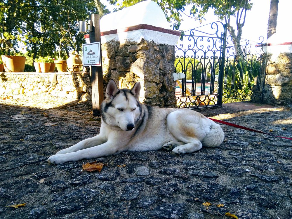 Siberian Husky lying down outdoors