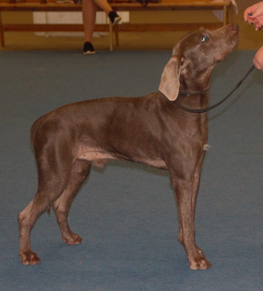 Slovakian Rough Haired Pointer