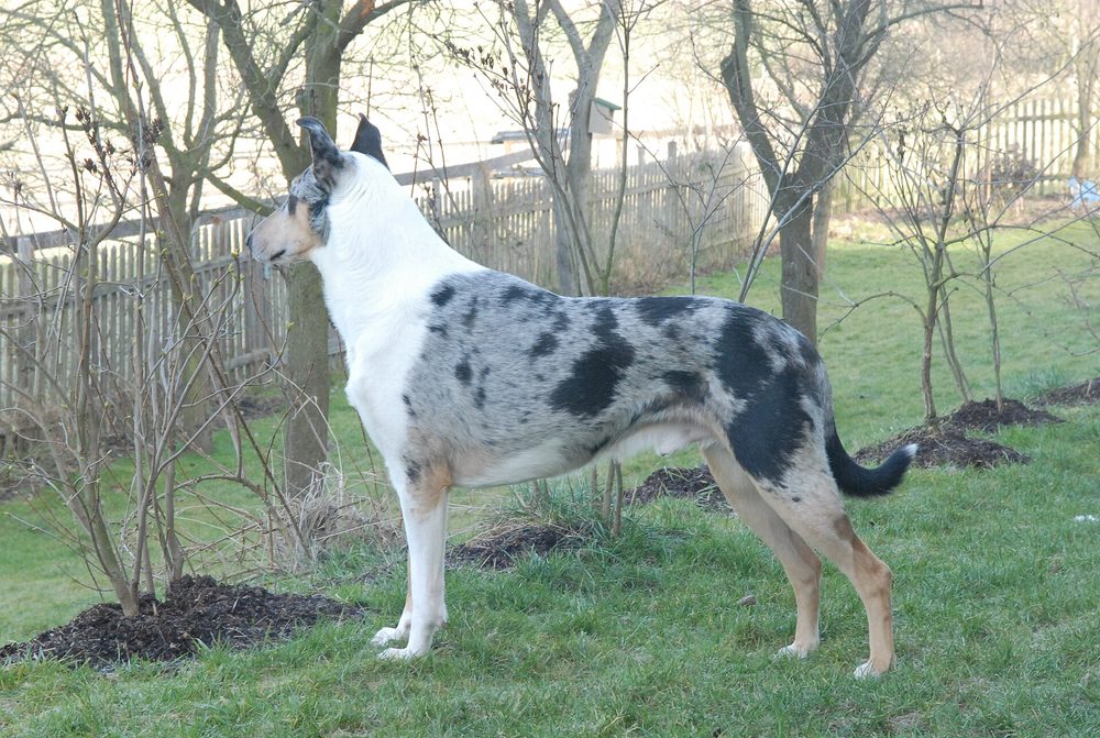 Smooth Collie