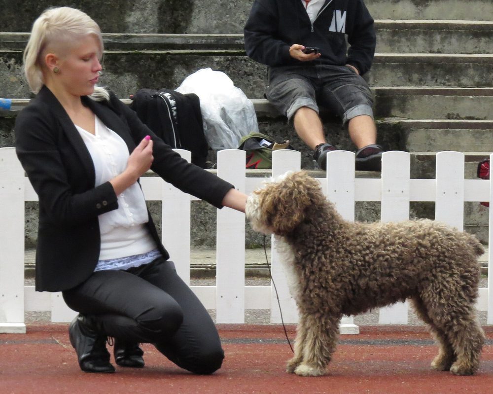 Spanish Water Dog