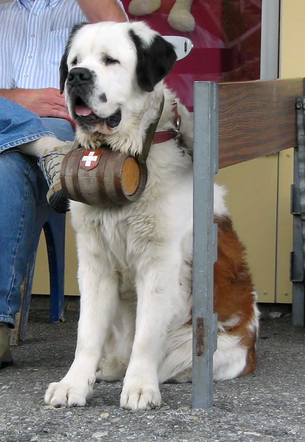 St. Bernard
