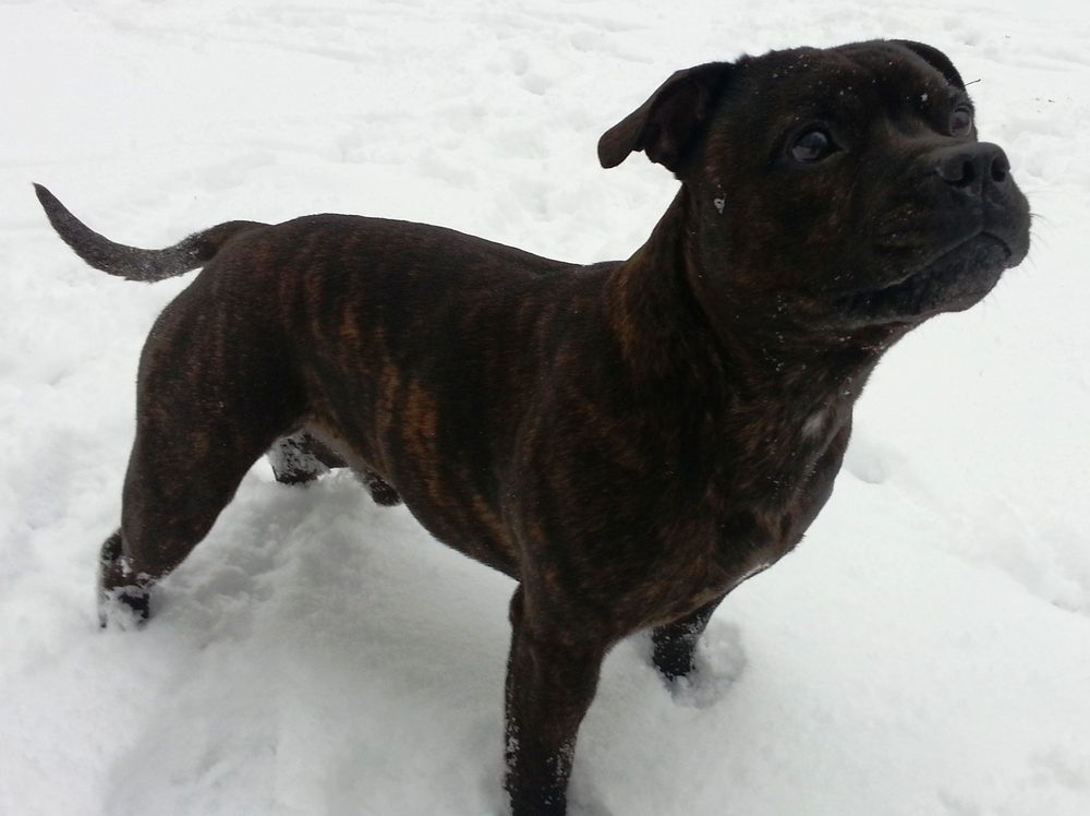 Staffordshire Bull Terrier standing outdoors