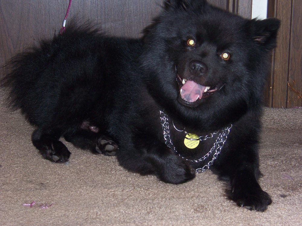 Swedish Lapphund