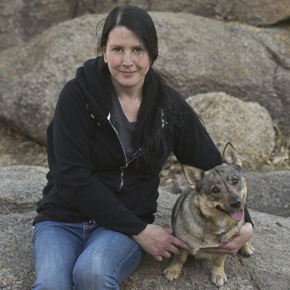 Swedish Vallhund