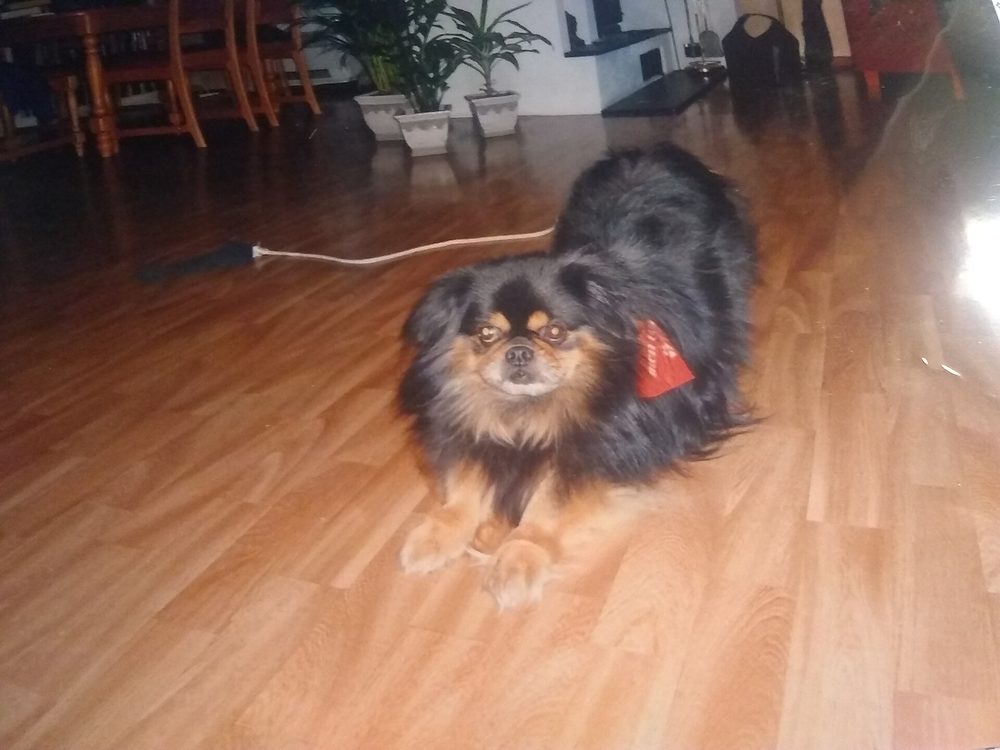Tibetan Spaniel