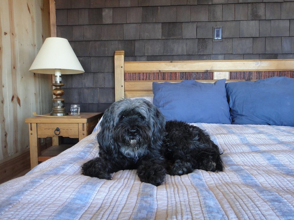 Tibetan Terrier