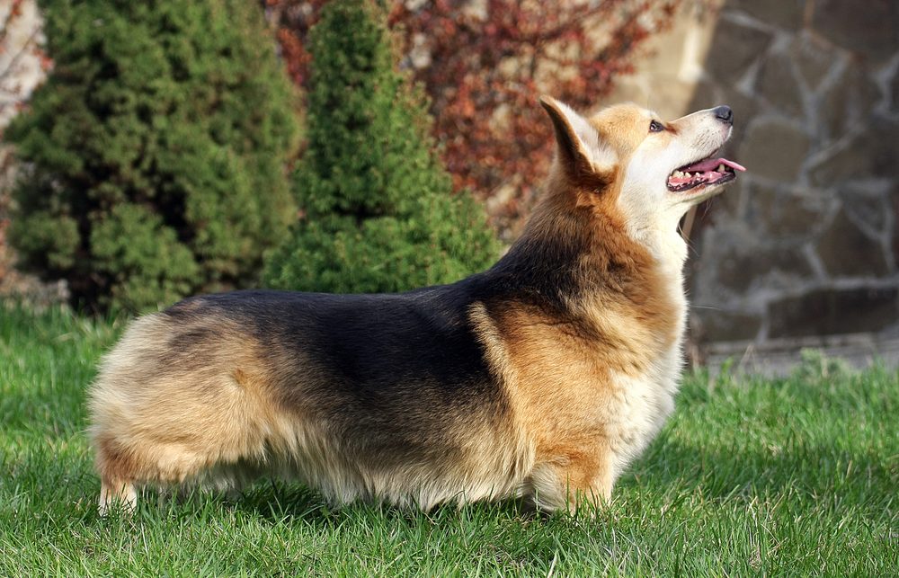 Pembroke Welsh Corgi standing in profile outdoors