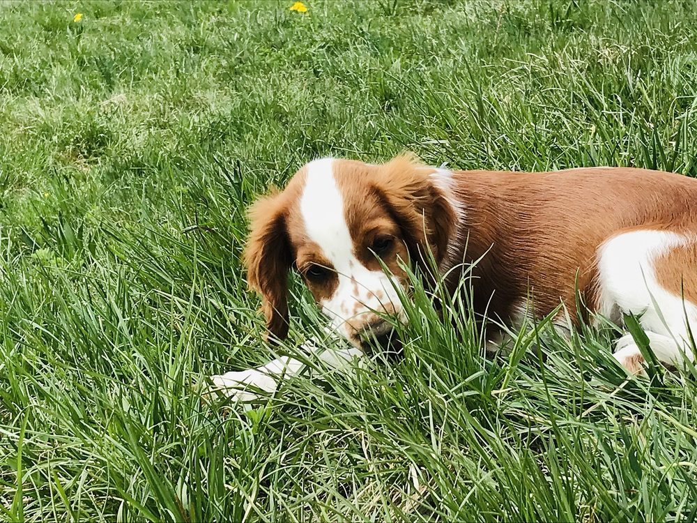 Welsh Springer Spaniel