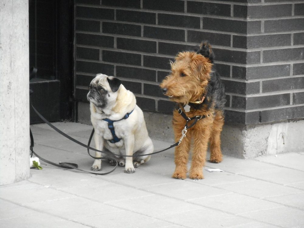 Welsh Terrier