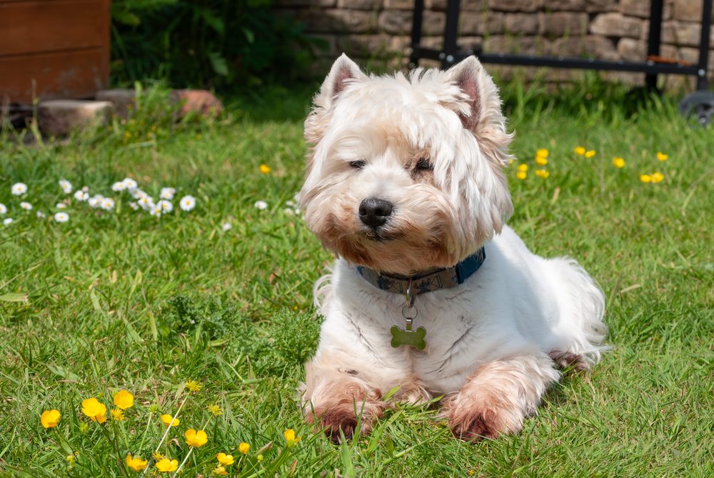 West Highland White Terrier lying on a lawn among daisies