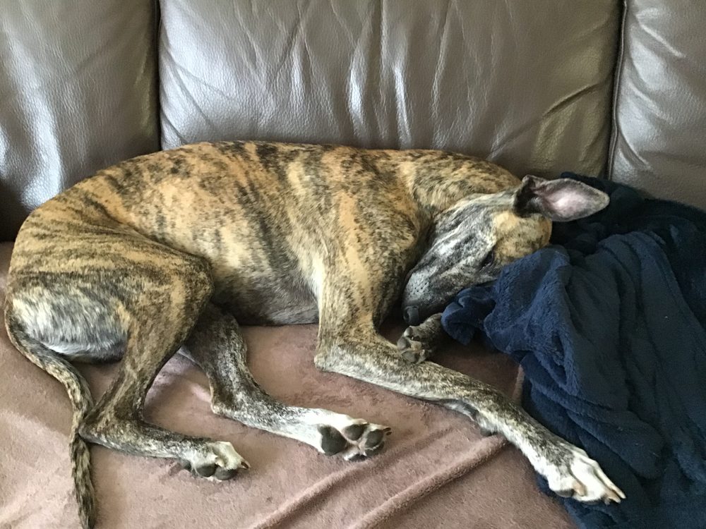 Whippet sleeping curled up on a sofa