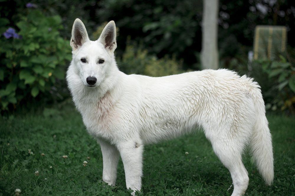 White Swiss Shepherd Dog