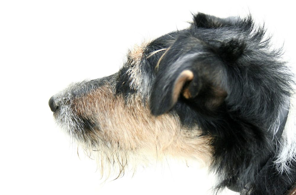 Wire Fox Terrier